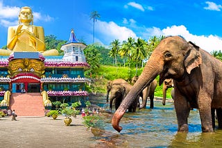 Explore the Wonders of Sri Lanka: Tailored Tours for Senior Citizen