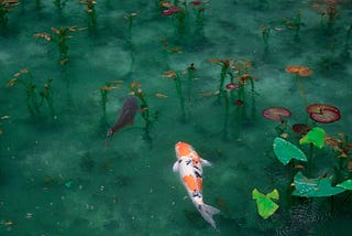 beautiful green pond with koi carp.