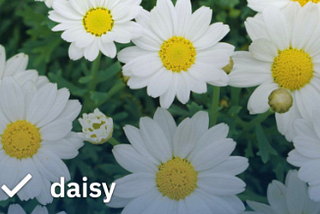 An image of daisy correctly labelled by CLIP