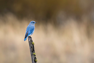 The Naming of Bluebird