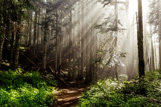 The Essential Software Engineering Bootcamp Beginner’s Guide Pt. 1: The Sunlit Path