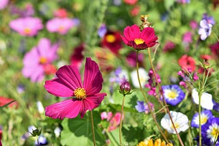 The Healing Power of Gardening