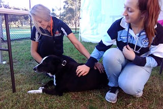 Safe Pets Safe Families: Great Aussie Charities You’ve Never Heard Of…