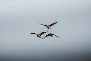 Three Flying Geese and the Twenty Years Between Us