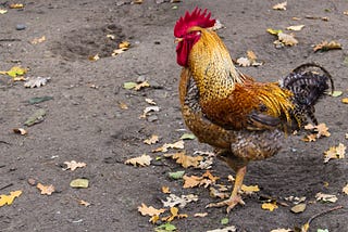 Bob the Rooster