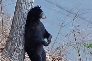 Black bear uses a tree to scratch an unreachable itch.