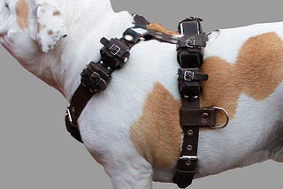 The Best Dog Harnesses for Every Type of Dog