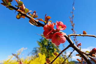 I strolled down a seaside promenade to see the spring bloom.