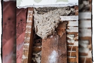 A photo from a home renovation. The drywall has been removed to reveal a bee hive.