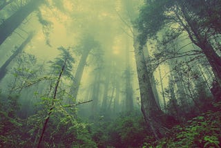 Picture of a forest looking from the ground upwards.