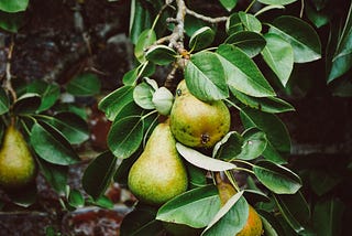 Il tempo delle pere