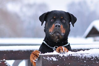 Why Relying on best Rottweiler Breeders is important for Rottweiler’s puppies’ Purchase