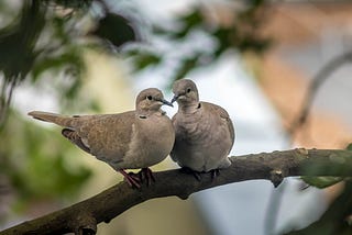 What I Learned About Faith, Hope and Community From The Mourning Dove