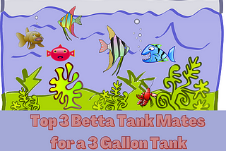 The Top 3 Best Betta Tank Mates for a 3 Gallon Tank!