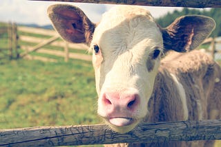 A baby cow with the tip of the tongue visible.