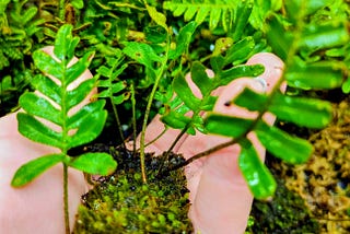 Know someone who kills every plant they touch?