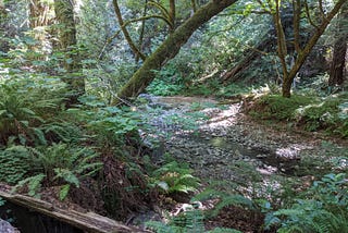 Trees in a forest