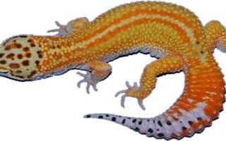 Leopard Gecko