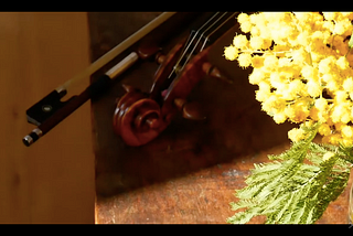 Mimosa and a violin