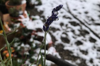 It snowed overnight the other day and everything came up all frosty.