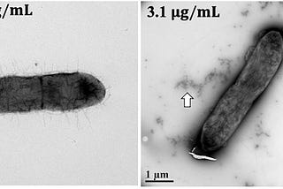 Silver nanoparticles enhance the efficacy of aminoglycosides against antibiotic-resistant bacteria