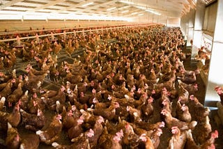 A mass of chickens come home to roost