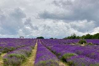 Lines of lavender growing in a field. Sky overcast and full of billowing clouds.