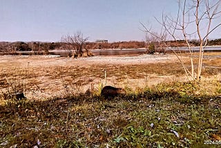 昆陽池公園のヌートリア