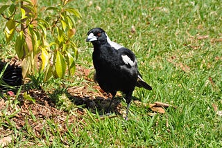 Recipe for feeding meat-eating birds