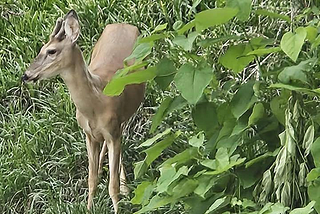 Urban Wildlife