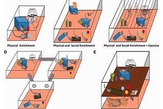 Diagram showing examples of enriched environment