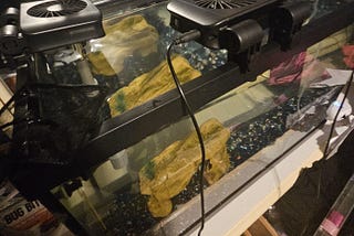 What I use to care for my fish