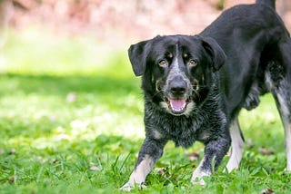 How to Read and Interpret Your Dog’s Body Language