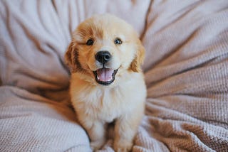 How To Train A Golden Retriever Puppy