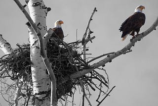 What A Lost Eagle Nest Taught Me About Responsible Disaster Relief