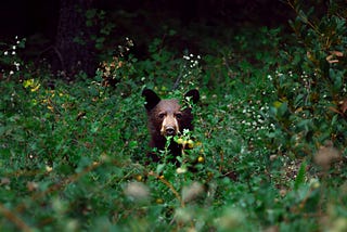 I Came Across a Bear in the Woods — Here’s Why I’m Glad It Wasn’t a Man