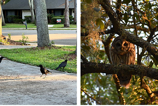 Feathered Fury: The Intriguing Neighborhood Showdown of Owls and Crows