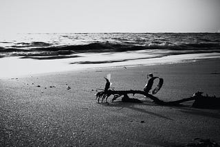 Black and white photo of an uprooted plant on a beach