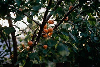 The apricot jam
