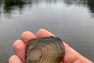 California floater mussel