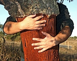 Why the Cork Oak Tree Matters