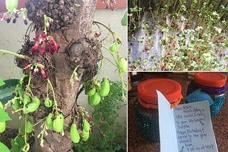 Left: Bilimbi tree with bright green cucumber-like fruit; Top right: Mustard greens; Bottom left: A bottle of jam