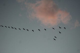 A flock of birds flying in a V-formation across a pale blue November sky.