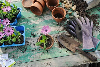7 beginners tips to get your gardening going today.