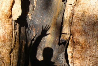 Large tree trunk takes up the entire photo with the silhouette of a man holding a hand up reflected on it.
