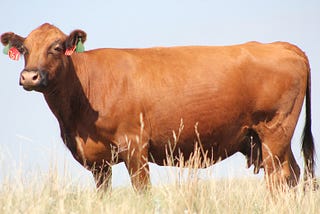 Climate Change Cows — Regenerative Grazing — James Gibbon