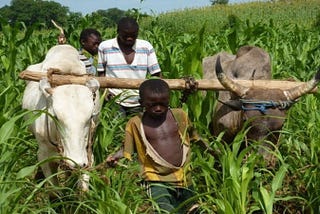 Sénégal: La sécurité alimentaire est elle envisageable en cette période de crise COVID19?