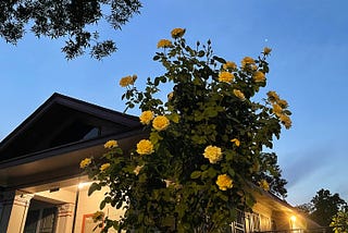 A yellow rose bush called Celia