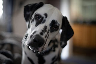 A dalmation with head tilted