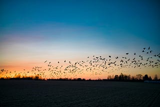 A group of birds are flying across the sunset lit sky